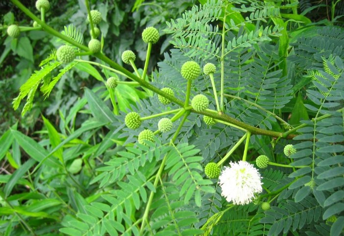 Leucaena leucocephala seed Miracle Tree